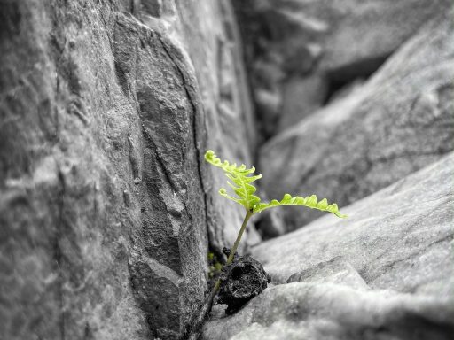 Planta verde brotando entre rocas grises.