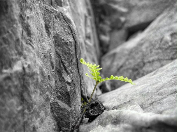 Planta verde brotando entre rocas grises.
