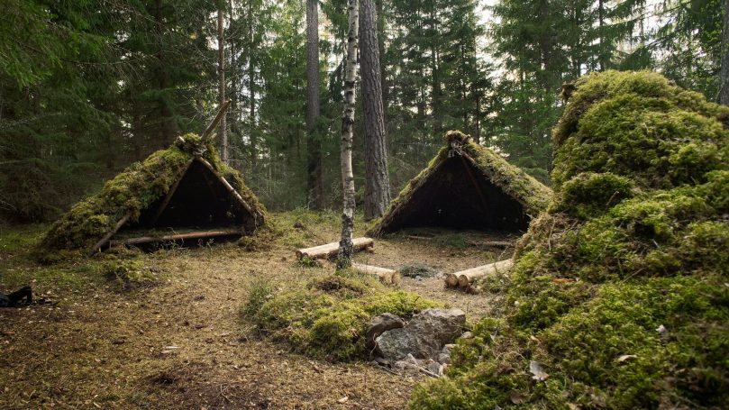 Refugios de madera cubiertos de musgo en un bosque frondoso.