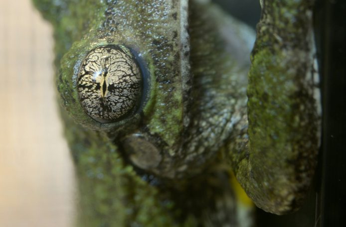 Rana verde con textura rugosa y ojos prominentes, posada sobre una superficie oscura.