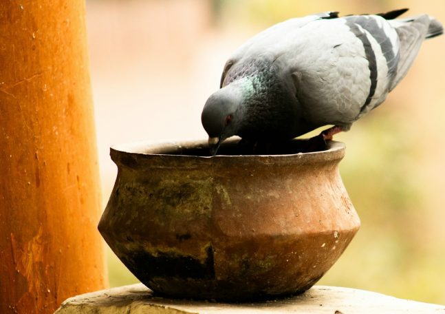 Pájaro picoteando en un recipiente de barro.
